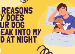 10 Reasons Why Does Your Dog Sneak Into My Bed at Night
