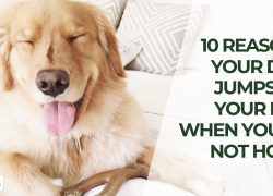 10 Reasons Your Dog Jumps on Your Bed When You’re Not Home