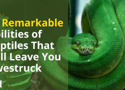 10 Remarkable Abilities of Reptiles That Will Leave You Awestruck