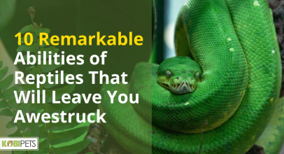 10 Remarkable Abilities of Reptiles That Will Leave You Awestruck