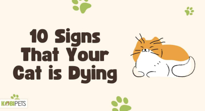 10 Signs That Your Cat is Dying