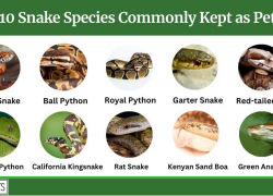 10 Snake Species Commonly Kept as Pets