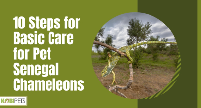 10 Steps for Basic Care for Pet Senegal Chameleons