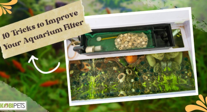10 Tricks to Improve Your Aquarium Filter
