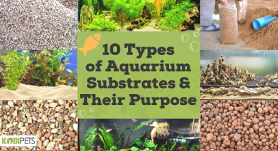 10 Types of Aquarium Substrates and Their Purpose
