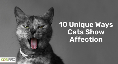 10 Unique Ways Cats Show Affection