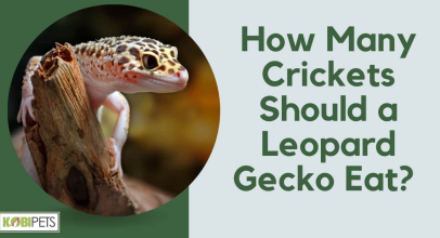 How Many Crickets Should a Leopard Gecko Eat?