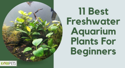 11 Best Freshwater Aquarium Plants For Beginners