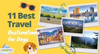 11 Best Travel Destinations for Dogs