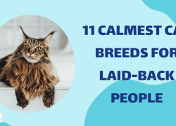 11 Calmest Cat Breeds for Laid-Back People