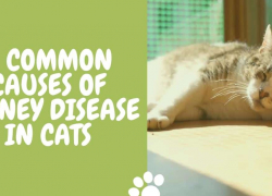 11 Common Causes of Kidney Disease in Cats