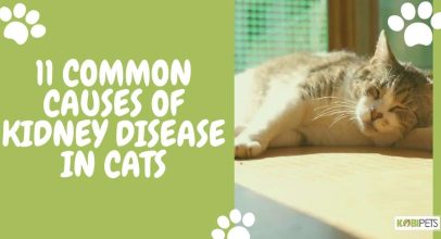 11 Common Causes of Kidney Disease in Cats