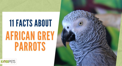 11 Facts About African Grey Parrots