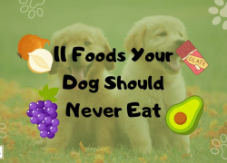 11 Foods Your Dog Should Never Eat