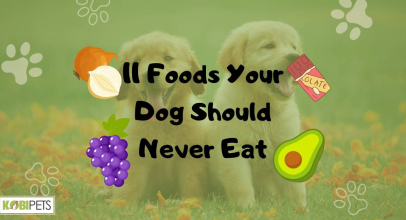 11 Foods Your Dog Should Never Eat