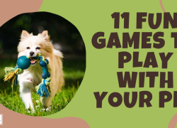 11 Fun Games to Play with Your Pet