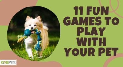 11 Fun Games to Play with Your Pet