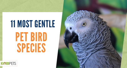 11 Most Gentle Pet Bird Species