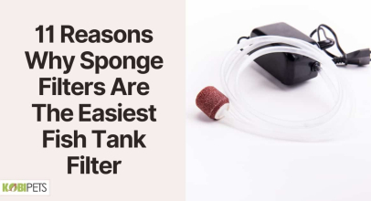 11 Reasons Why Sponge Filters Are The Easiest Fish Tank Filter