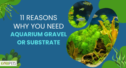 11 Reasons Why You Need Aquarium Gravel or Substrate
