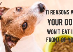 11 Reasons Why Your Dog Won’t Eat in Front of You