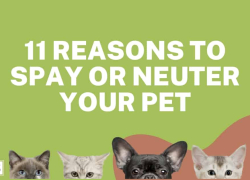 11 Reasons to Spay or Neuter Your Pet