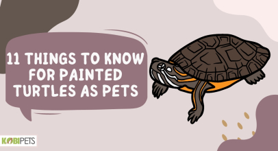 11 Things To Know For Painted Turtles as Pets