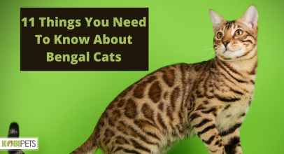 11 Things You Need To Know About Bengal Cats