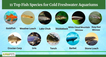 11 Top Fish Species for Cold Freshwater Aquariums