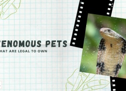 11 Venomous Pets That Are Legal to Own