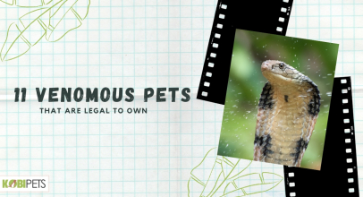 11 Venomous Pets That Are Legal to Own
