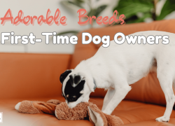 12 Adorable Breeds for First-Time Dog Owners