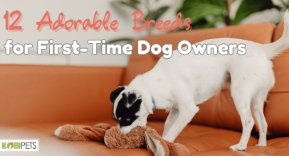 12 Adorable Breeds for First-Time Dog Owners