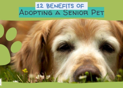 12 Benefits of Adopting a Senior Pet