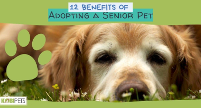 12 Benefits of Adopting a Senior Pet