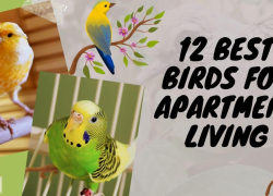 12 Best Birds for Apartment Living