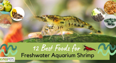 12 Best Foods for Freshwater Aquarium Shrimp