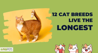 12 Cat Breeds Live the Longest