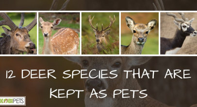 12 Deer Species That Are Kept as Pets