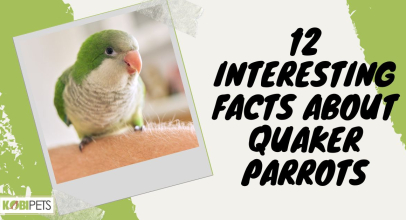 12 Interesting Facts About Quaker Parrots