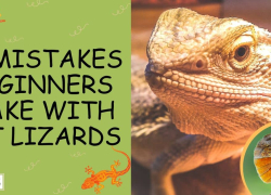12 Mistakes Beginners Make With Pet Lizards