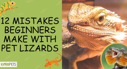 12 Mistakes Beginners Make With Pet Lizards