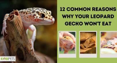 12 Reasons Why Your Leopard Gecko Won’t Eat