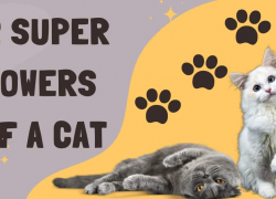 12 Super Powers of a Cat
