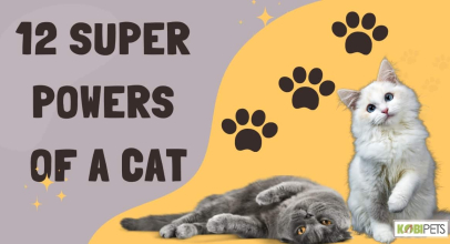 12 Super Powers of a Cat