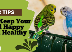 12 Tips to Keep Your Bird Happy and Healthy