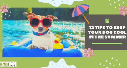 12 Tips to Keep Your Dog Cool in the Summer