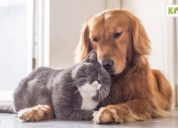 12 Reasons Dogs Are Better Than Cats