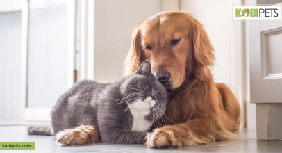 12 Reasons Dogs Are Better Than Cats