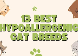 13 Best Hypoallergenic Cat Breeds